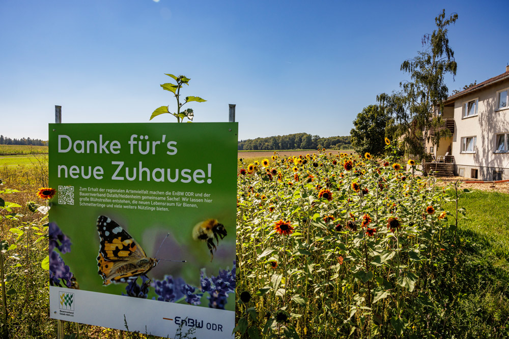 Blühwiese