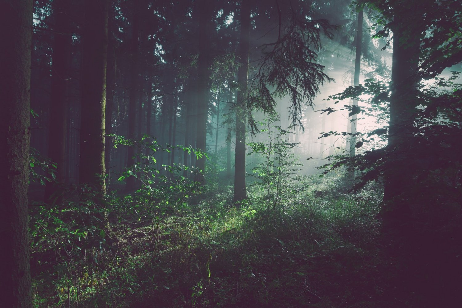 Wald mit Sonnenlicht