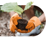 Eine Person hält eine zu pflanzende Pflanze mit Handschuhen