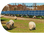 Schafe stehen auf einer Wiese mit einigen Photovoltaikanlagen