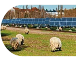 Schafe stehen auf einer Wiese mit einigen Photovoltaikanlagen
