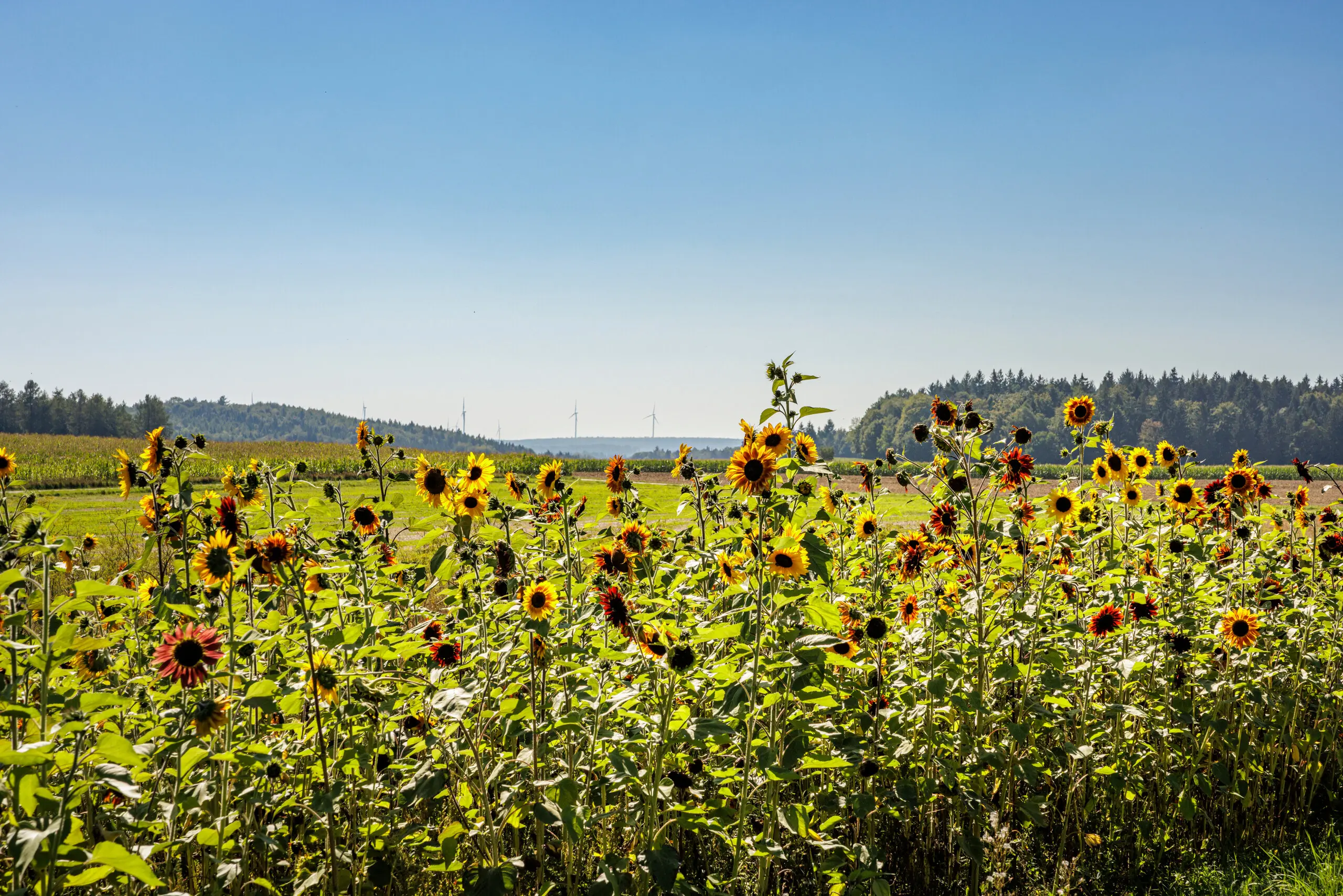 Blühwiese mit Sonnenblumen